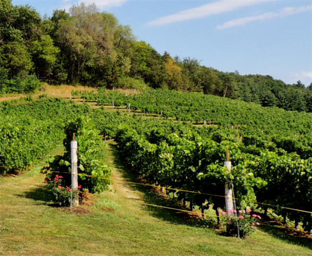 Hillside Vineyard, Wollersheim Winery