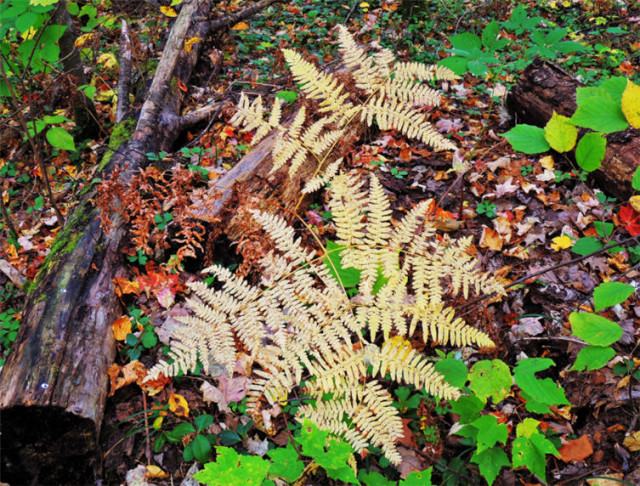 Dried Ferns, Discovery Center