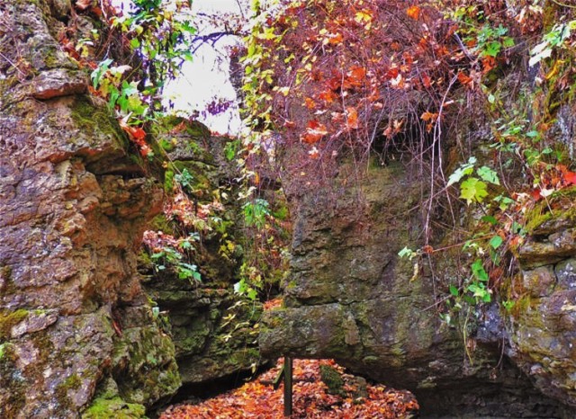 Vines, Ledge County Park