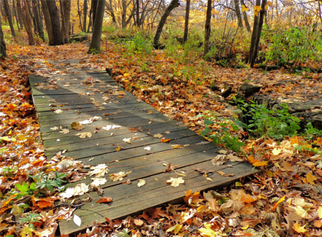 Boardwalk, Ledge County Park