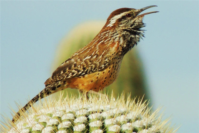 Cactus Wren, Linda Vista Trail