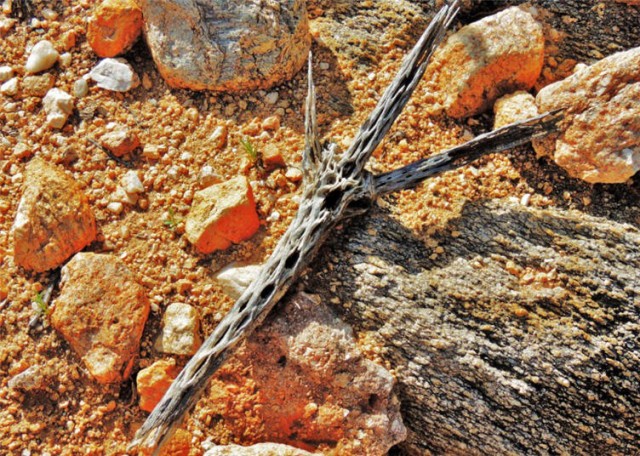 Branch, Linda Vista Trail