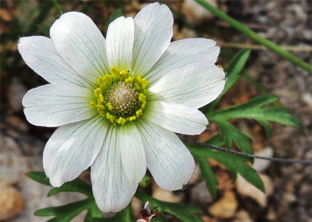 Wildflower, Linda Vista Trail