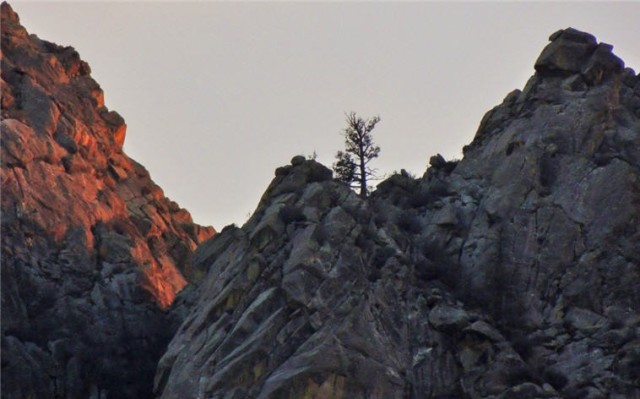 Trees, Organ Mountains