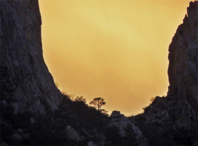 Tree, Organ Mountains