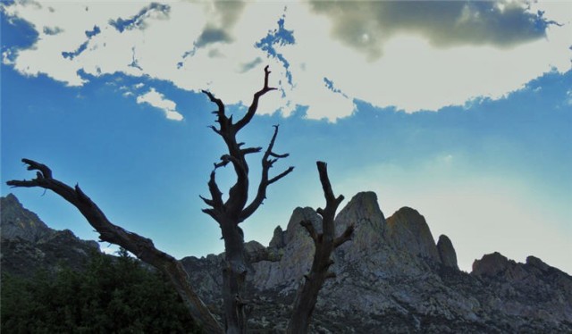 Juniper Snag, Organ Mountains