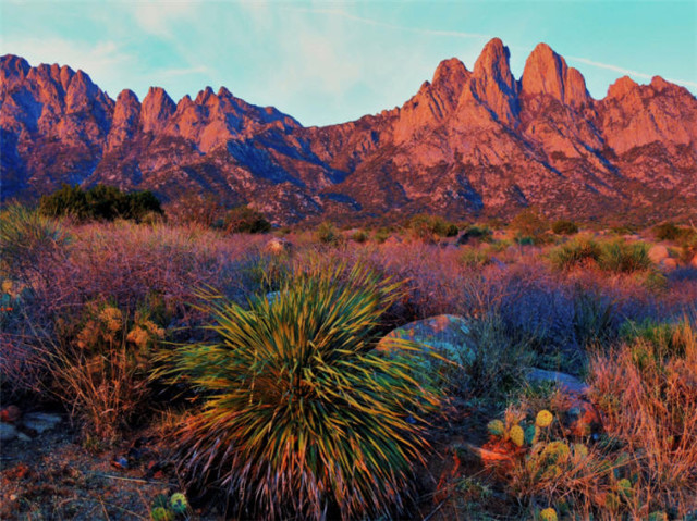 Agave Plant, Organ Mountains
