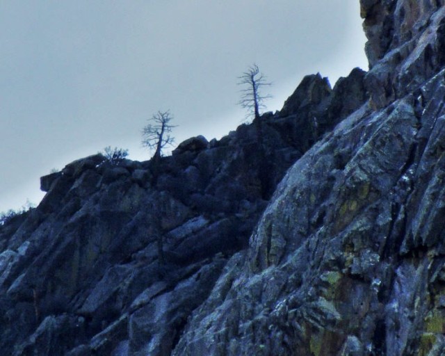 Trees, Organ Mountains