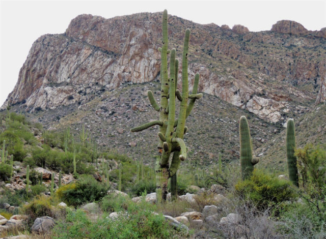 Saguaro, Linda Vista Trail