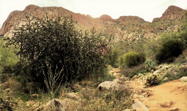 Staghorn Cholla, Linda Vista Trail