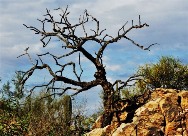 Dead Tree, Linda Vista Trail