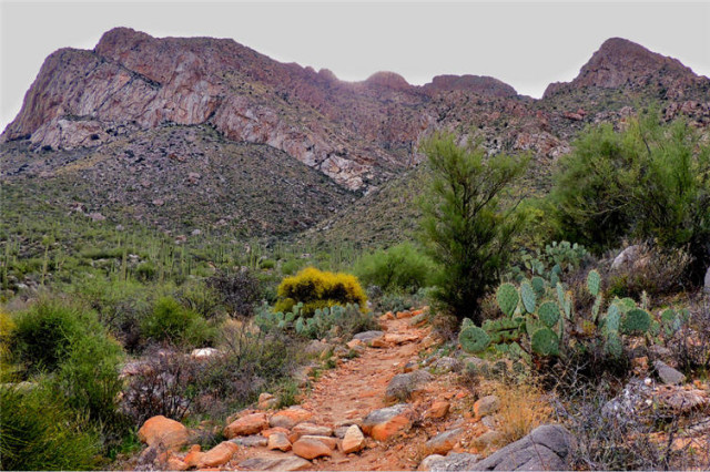 Sonoran Desert, Linda Vista Trail