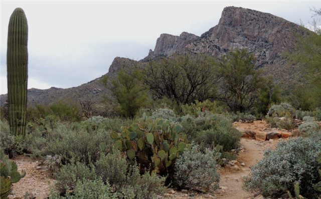 Lone Saguaro, Linda Vista Trail