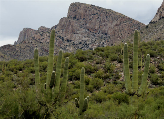 Three Saguaro, Linda Vista Trail