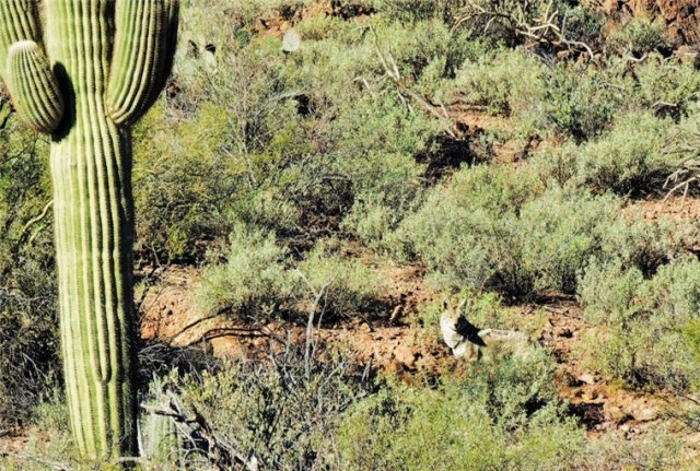 Desert Coyote, Tucson Mountain Park