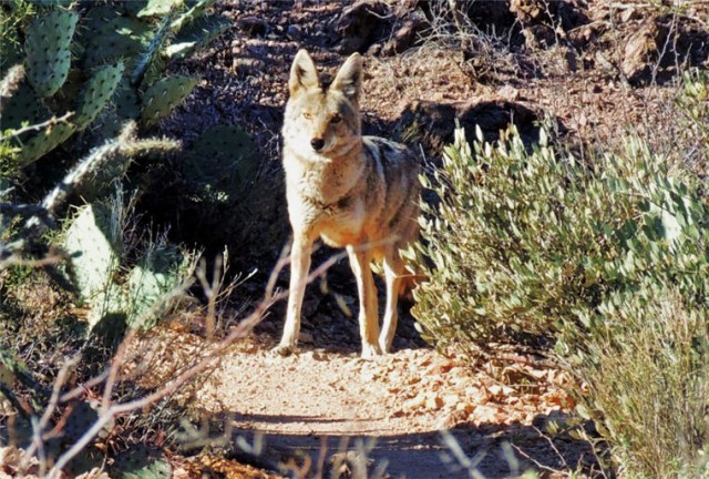 Coyote, Tucson Mountain Park