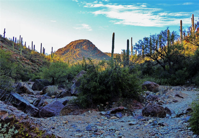 Yetman Trail, Tucson Mountain Park