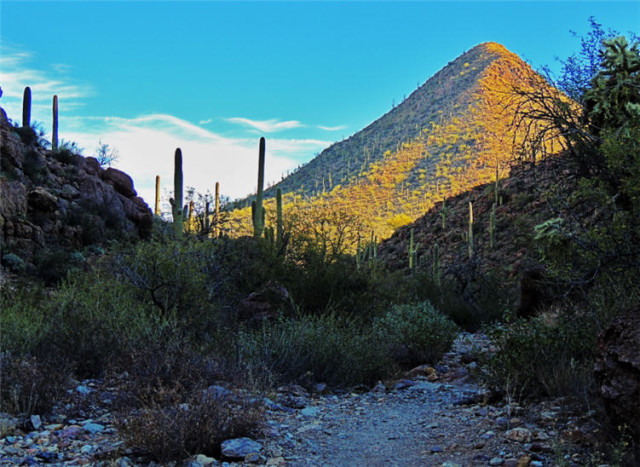 Trail, Tucson Mountain Park