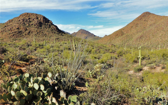 Desert, Tucson Mountain Park