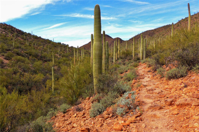 Saguaro, Tucson Mountain Park