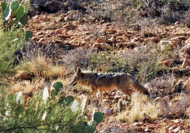 Coyote Running, Tucson Mountain Park