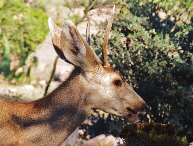 Mule Deer, Tucson