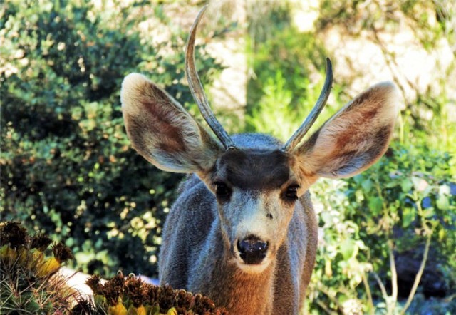 Buck, Tucson