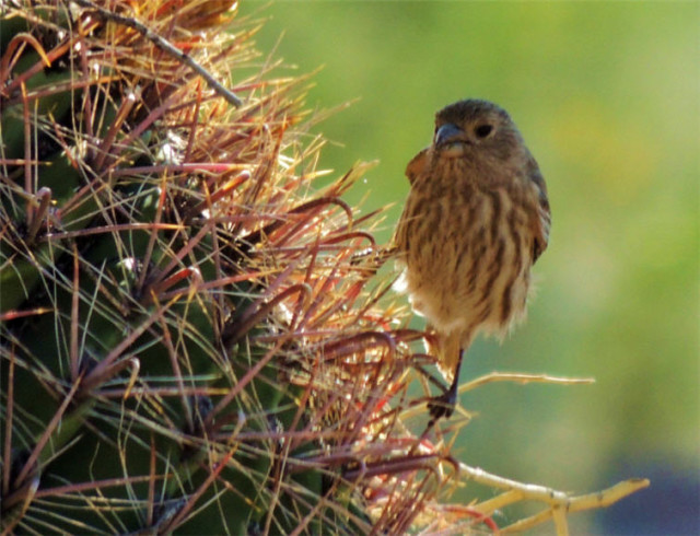 Bird on Cactus, Tucson