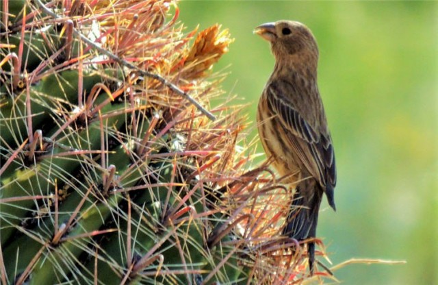 Bird, Tucson