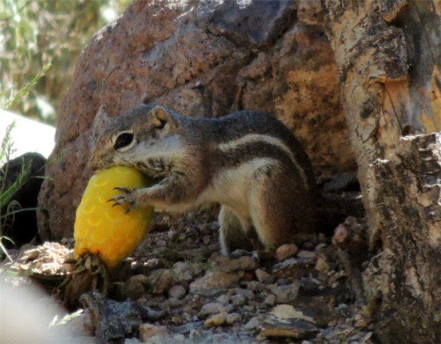 Harris Squirrel, Tucson