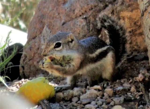Harris Ground Squirrel, Tucson