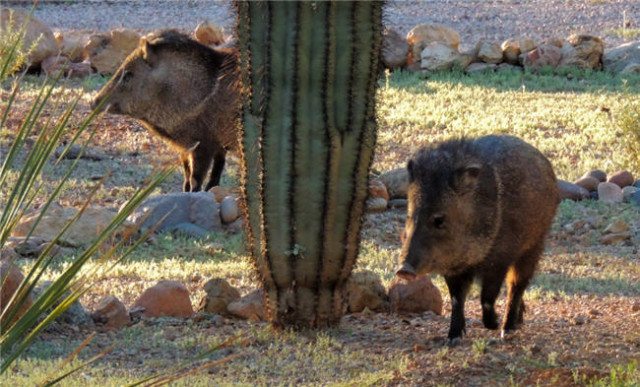 Two Javelina, Tucson