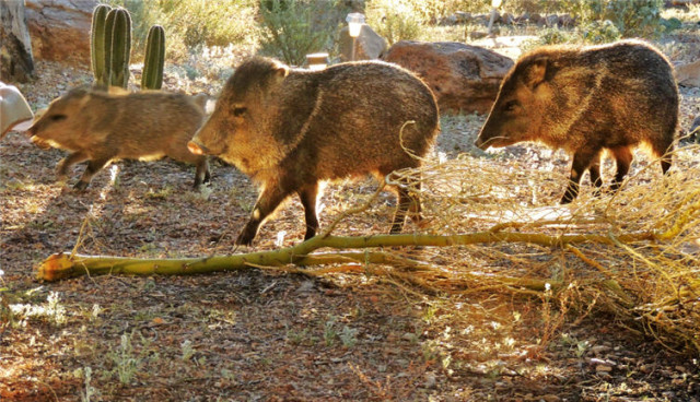 Javelina Family, Tucson