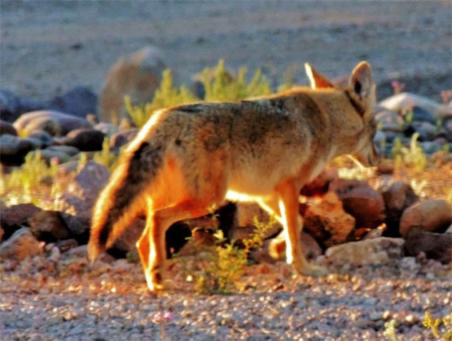 Prowling Coyote, Tucson