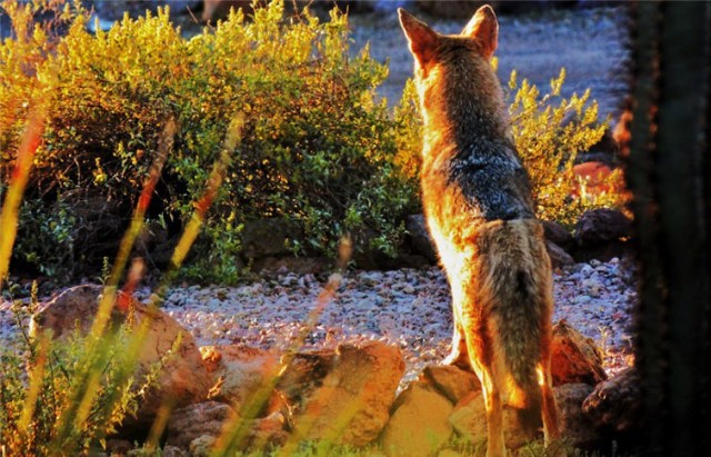 Lookout, Tucson