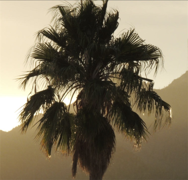 Palm Tree, Tucson