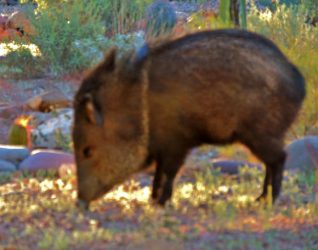 Javelina, Tucson