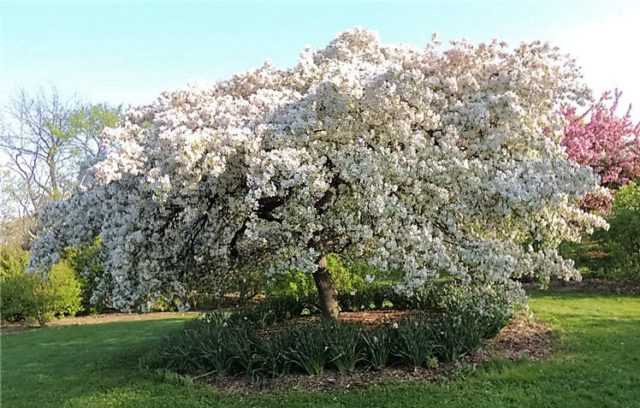 Tree, Arboretum