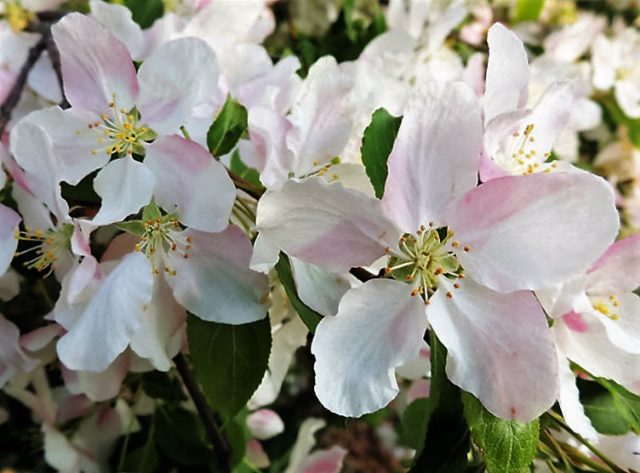 Apple Blossoms, Arboretum
