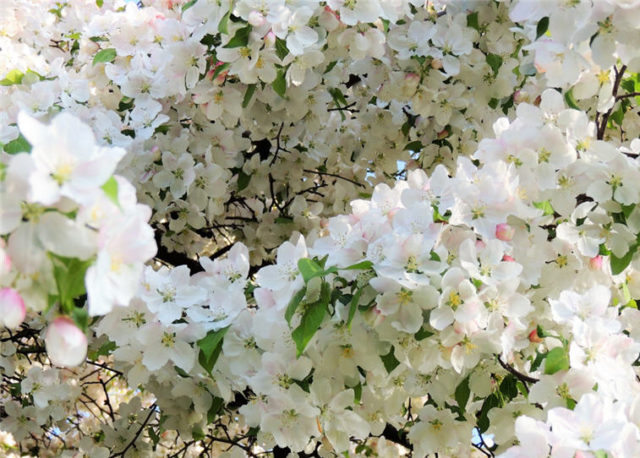 Blossoms, Arboretum