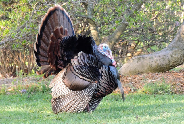 Tom Turkey, Arboretum