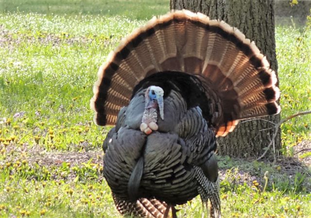 Tom Turkey, Arboretum