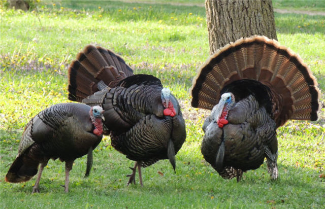 Turkeys, Arboretum