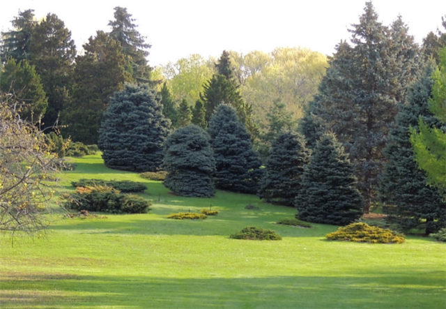 Evergree Hillside, Arboretum