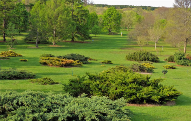 Evergreen Field, Arboretum