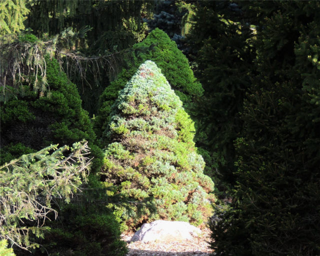 Evergreen, Arboretum