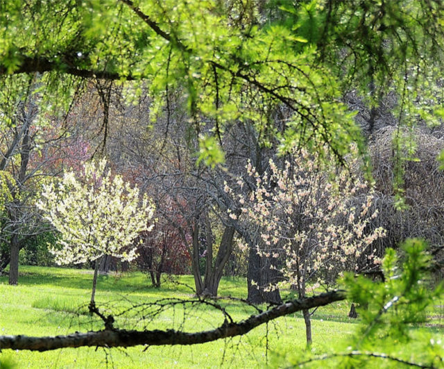 Blooming Trees, Arboretum