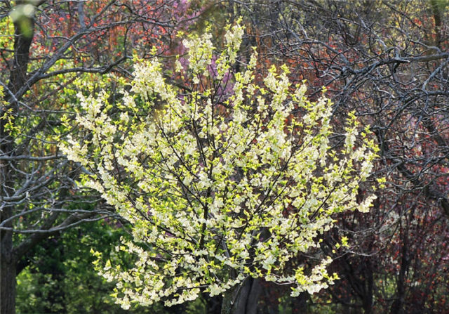 Bush, Arboretum