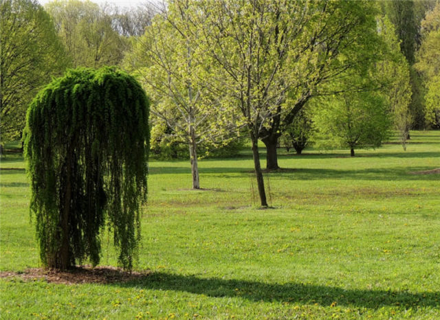 Morning Shadows, Arboretum