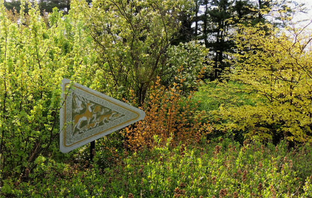 Crossing SIgn, Arboretum